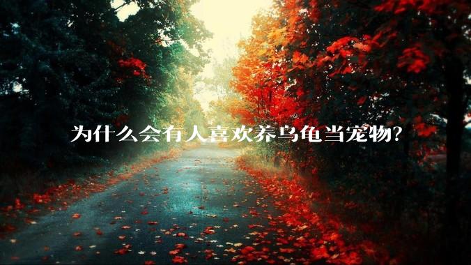 为什么会有人喜欢养乌龟当宠物？